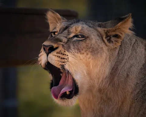 Fondo de pantalla León 4K · animals · 3840×3072