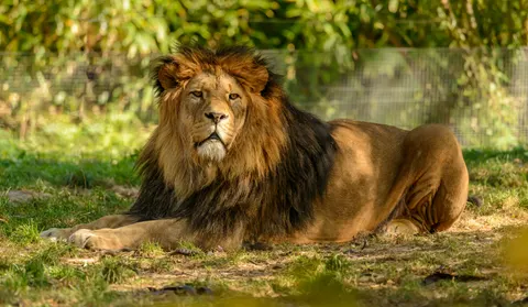 Fond d'écran Lion 4K · animals · 3840×2236