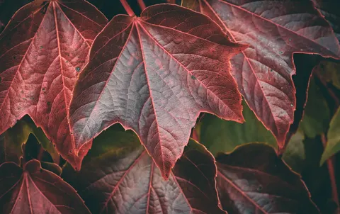 Fond d'écran Feuilles d'automne 4K · flowers · 3840×2415