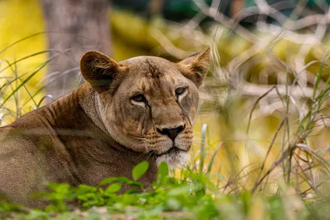 Löwe 4K Hintergrundbild · animals · 3840×2560