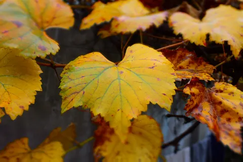 Fond d'écran Feuilles d'automne 4K · flowers · 3840×2560