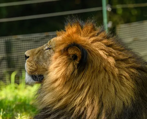 Löwe 4K Hintergrundbild · animals · 3840×3116