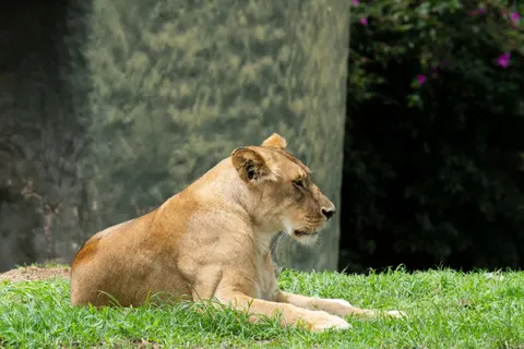 Lion 4K Wallpaper · animals · 3840×2560