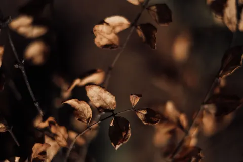والپیپر برگ‌های پاییزی با کیفیت 4K · flowers · 3840×2560