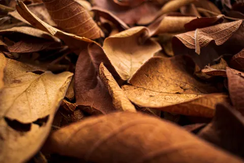 والپیپر برگ‌های پاییزی با کیفیت 4K · flowers · 3840×2560