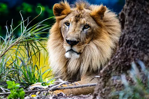 Löwe 4K Hintergrundbild · animals · 3840×2560