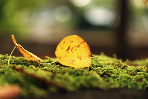 Fond d'écran Feuilles d'automne 4K · flowers · 3840×2560