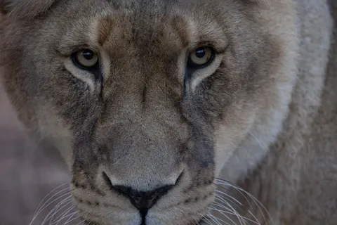 Fondo de pantalla León 4K · animals · 3840×2561