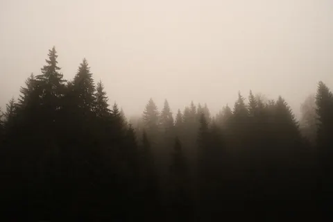 Foggy Forest 4K Wallpaper · nature · 3840×2560