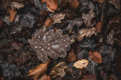 Fond d'écran Feuilles d'automne 4K · flowers · 3840×2560