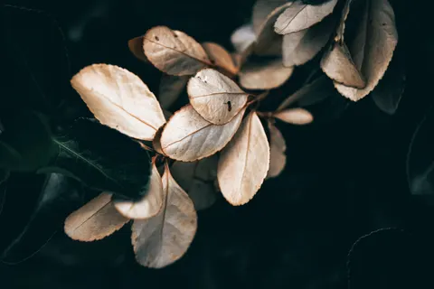 Fond d'écran Feuilles d'automne 4K · flowers · 3840×2560