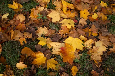 Autumn Leaves 4K Wallpaper · flowers · 3840×2553