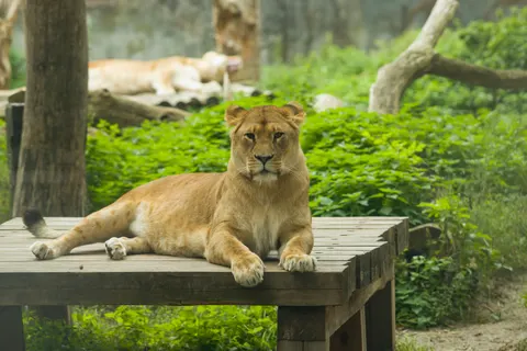 Lion 4K Wallpaper · animals · 3840×2560