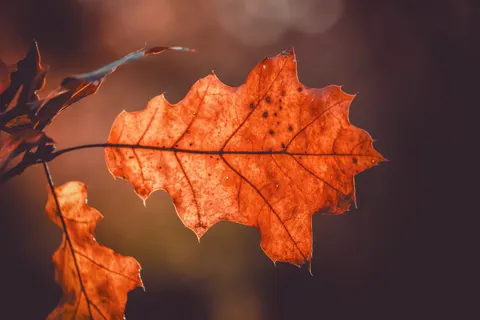 Fond d'écran Feuilles d'automne 4K · flowers · 3840×2560