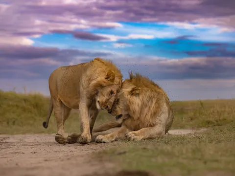 Fondo de pantalla León 4K · animals · 3840×2880