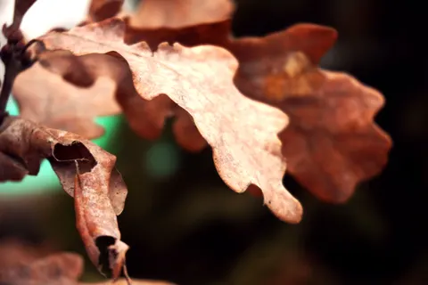 Autumn Leaves 4K Wallpaper · flowers · 3840×2560