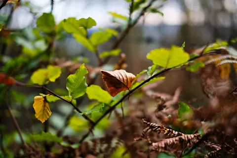 Autumn Leaves 4K Wallpaper · flowers · 3840×2560