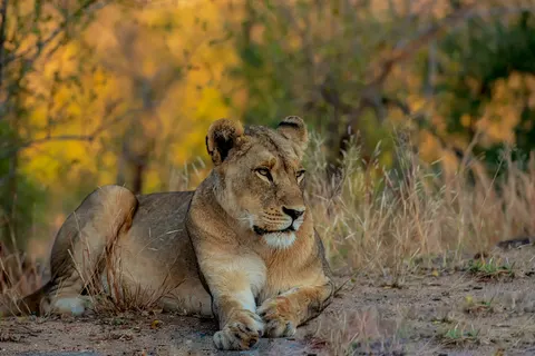 Fondo de pantalla León 4K · animals · 3840×2563