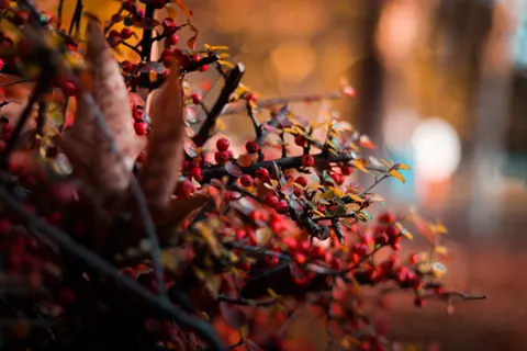 Autumn Leaves 4K Wallpaper · flowers · 3840×2560