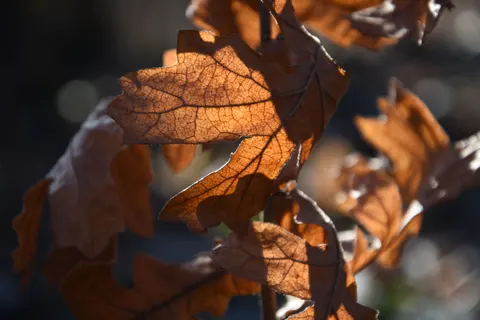 Herfstbladeren 4K-achtergrond · flowers · 3840×2560