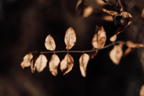 والپیپر برگ‌های پاییزی با کیفیت 4K · flowers · 3840×2560