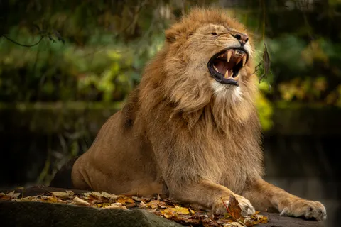 Fond d'écran Lion 4K · animals · 3840×2560