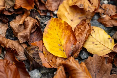 Fond d'écran Feuilles d'automne 4K · flowers · 3840×2562