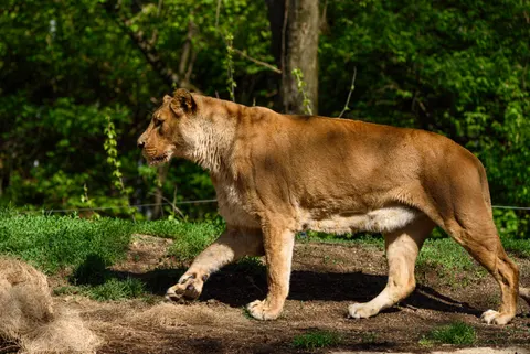 خلفية أسد بدقة 4K · animals · 3840×2566