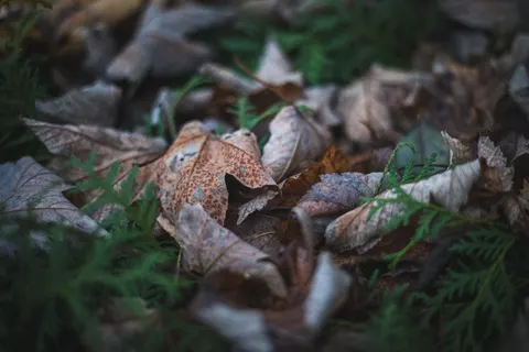 Herfstbladeren 4K-achtergrond · flowers · 3840×2560