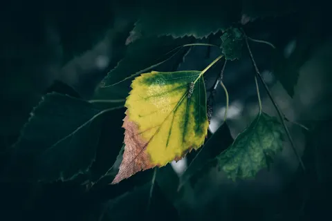 Autumn Leaves 4K Wallpaper · flowers · 3840×2560
