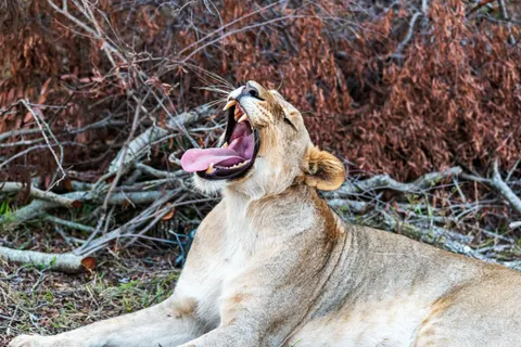 Fond d'écran Lion 4K · animals · 3840×2563