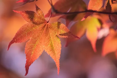 Autumn Leaves 4K Wallpaper · flowers · 3840×2560