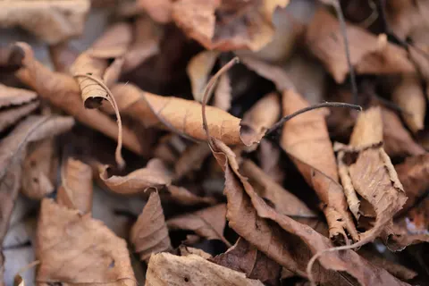Autumn Leaves 4K Wallpaper · flowers · 3840×2560