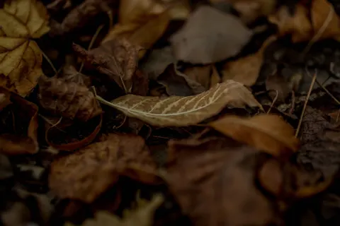 Autumn Leaves 4K Wallpaper · flowers · 3840×2560