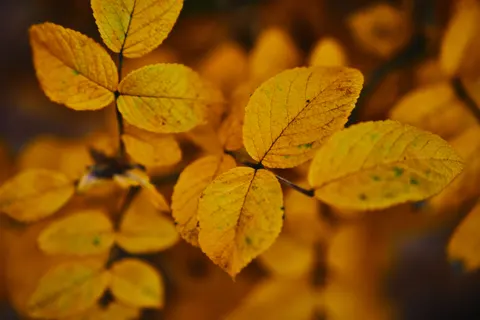 Autumn Leaves 4K Wallpaper · flowers · 3840×2560