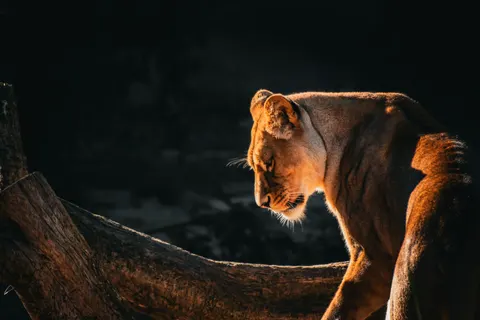 خلفية أسد بدقة 4K · animals · 3840×2560