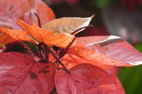 والپیپر برگ‌های پاییزی با کیفیت 4K · flowers · 3840×2561