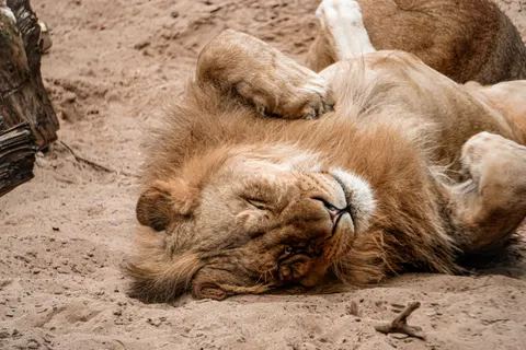 Lion 4K Wallpaper · animals · 3840×2560