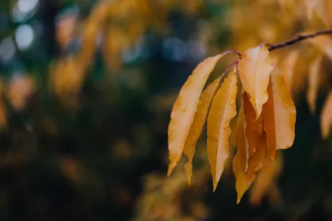 Fond d'écran Feuilles d'automne 4K · flowers · 3840×2560