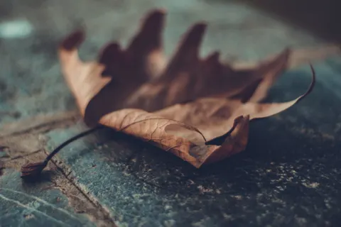 Autumn Leaves 4K Wallpaper · flowers · 3840×2560