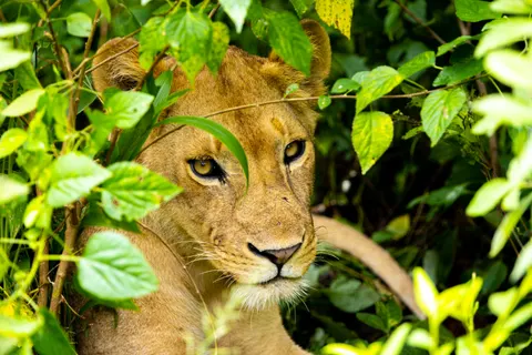 خلفية أسد بدقة 4K · animals · 3840×2560