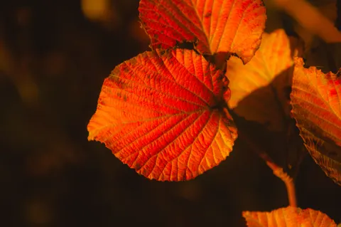 Fond d'écran Feuilles d'automne 4K · flowers · 3840×2553