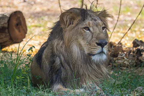 Fond d'écran Lion 4K · animals · 3840×2560