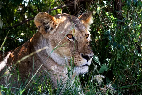 Fondo de pantalla León 4K · animals · 3840×2560