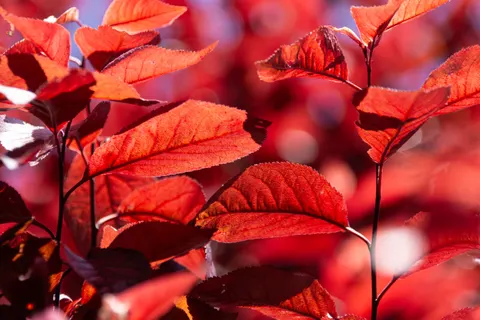 Fond d'écran Feuilles d'automne 4K · flowers · 3840×2560