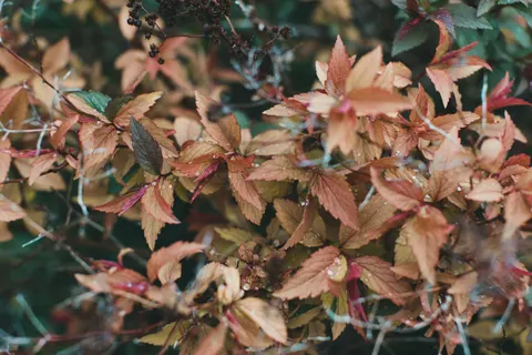 Autumn Leaves 4K Wallpaper · flowers · 3840×2560