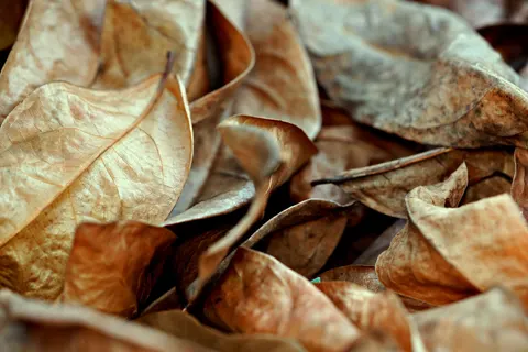 والپیپر برگ‌های پاییزی با کیفیت 4K · flowers · 3840×2560