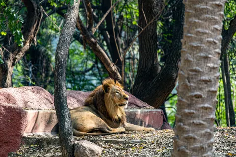خلفية أسد بدقة 4K · animals · 3840×2560