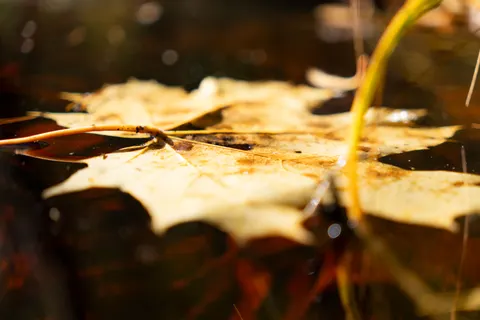 Tapeta Jesienne Liście 4K · flowers · 3840×2560