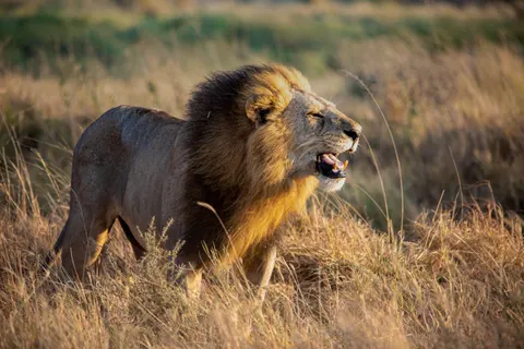 Fondo de pantalla León 4K · animals · 3840×2560